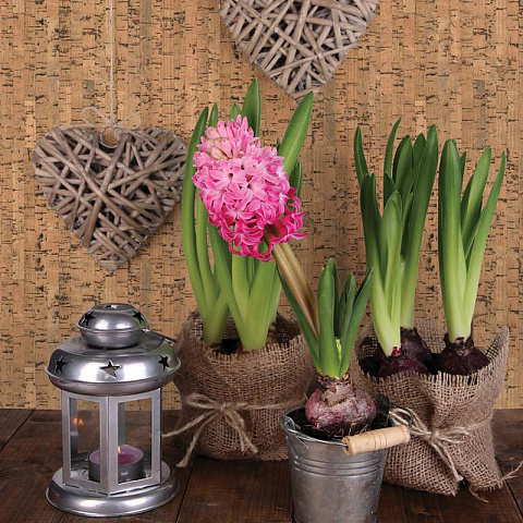 Пробковое настенное покрытие Corkstyle Wall Design Costa Коричневый (фото 2)